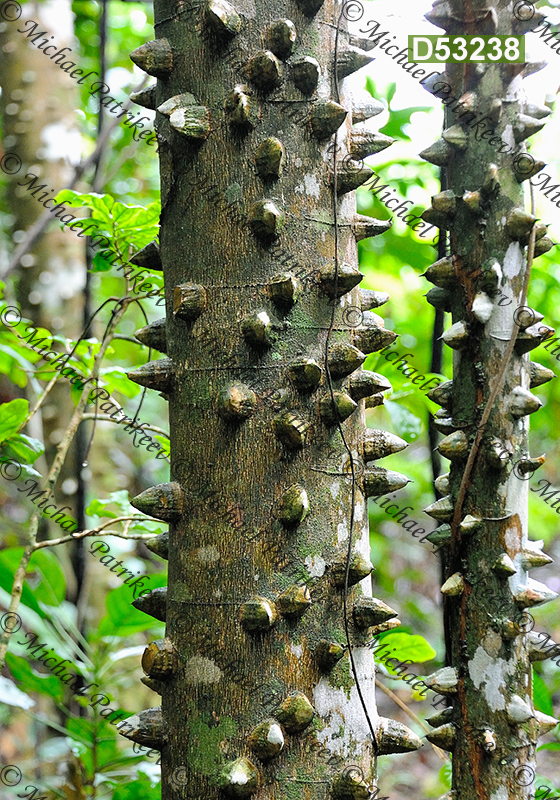 Kapok (Ceiba pentandra, Malvaceae)